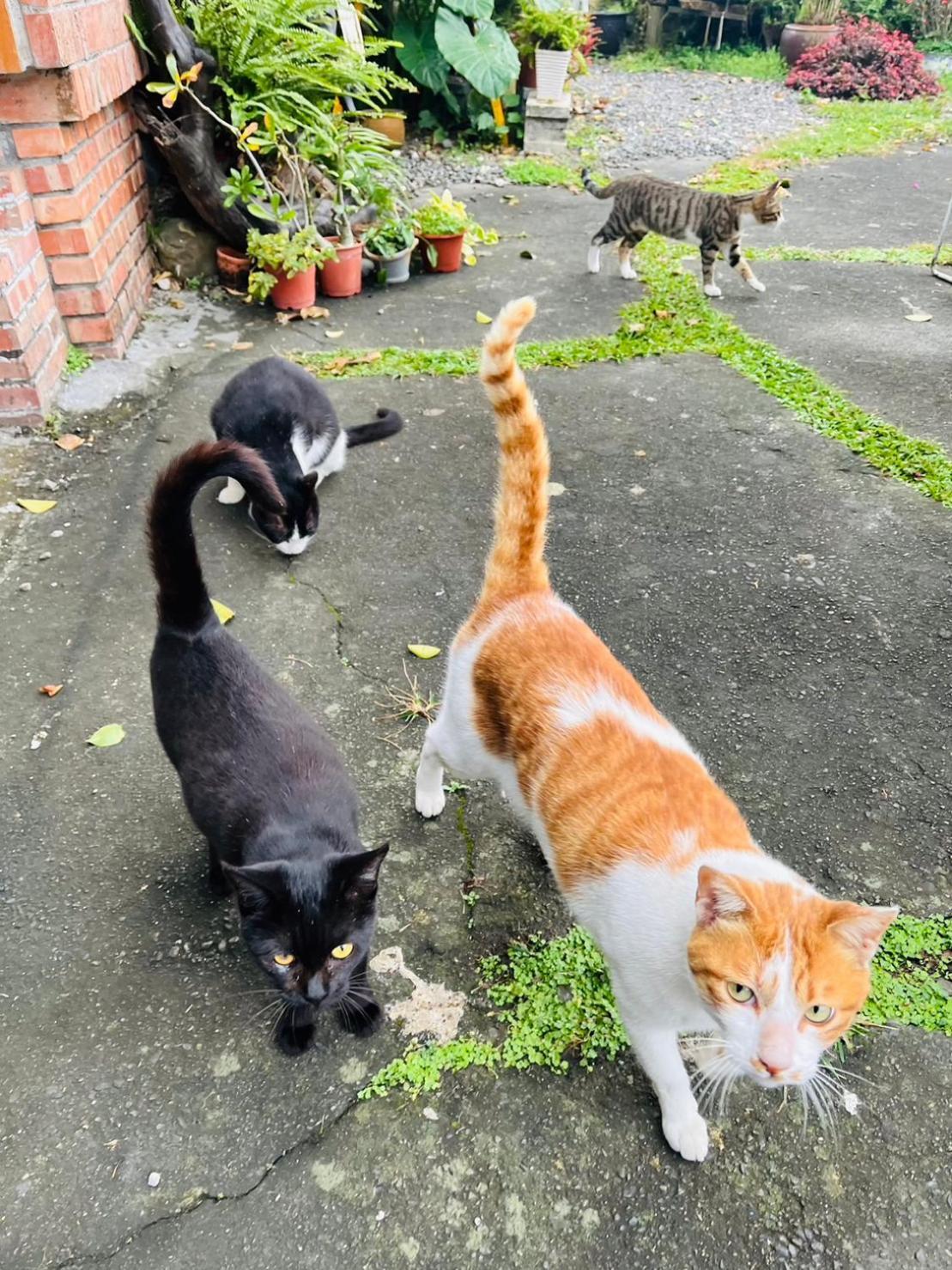 Cat Sky Country Homestay Sanxing Extérieur photo