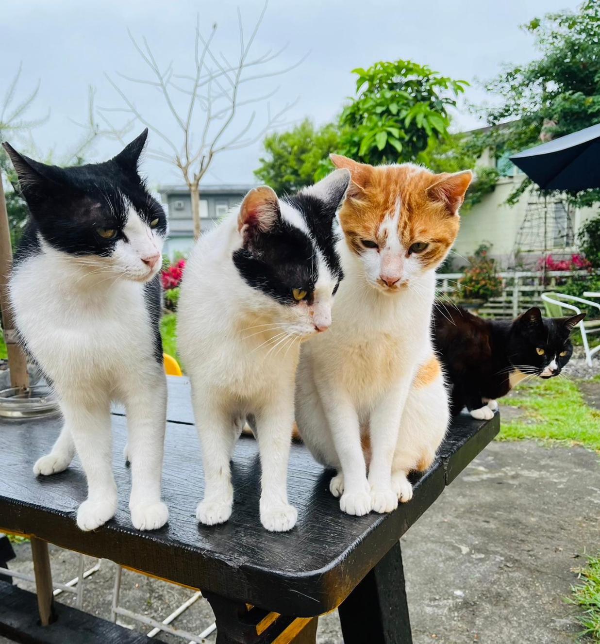 Cat Sky Country Homestay Sanxing Extérieur photo