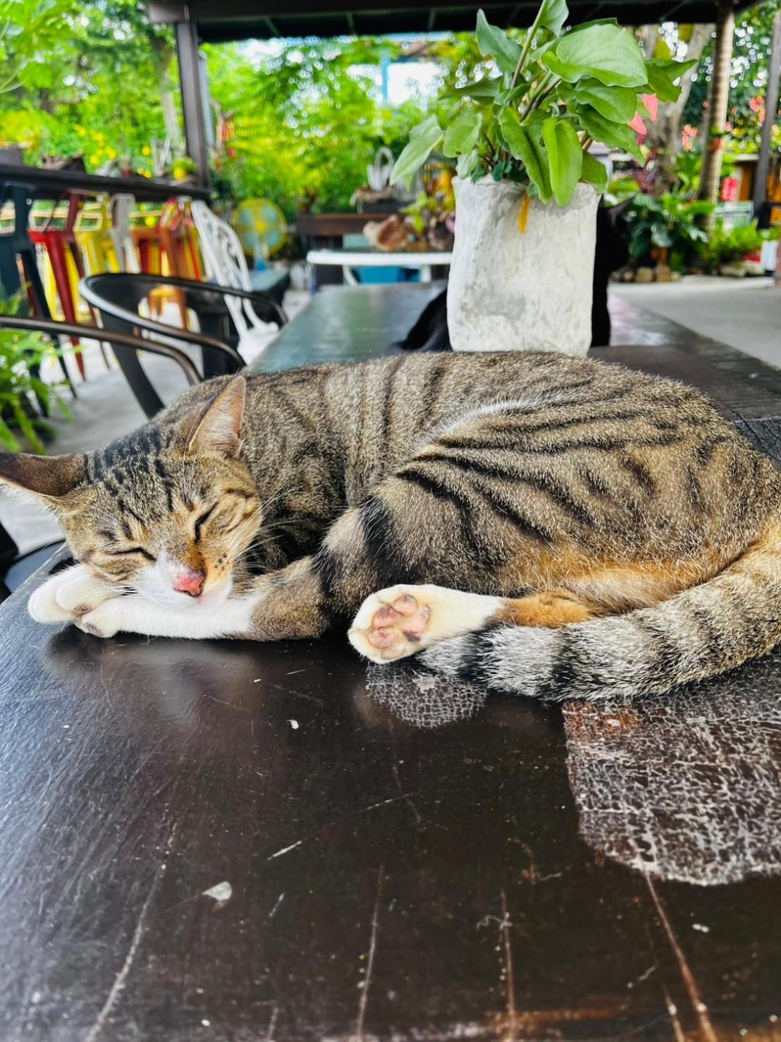 Cat Sky Country Homestay Sanxing Extérieur photo